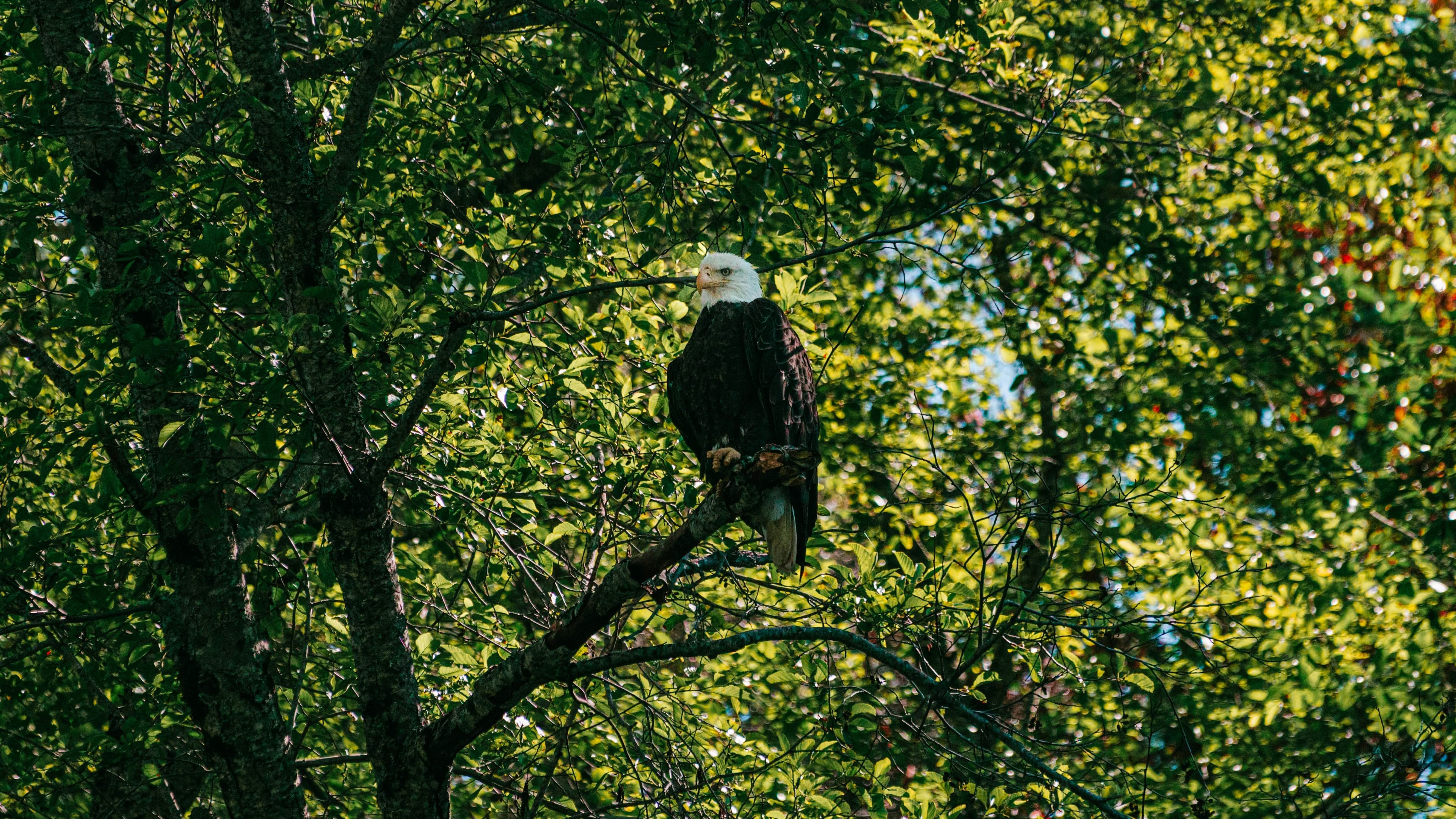 Eagle Nest & Other Wildlife Sanctuaries