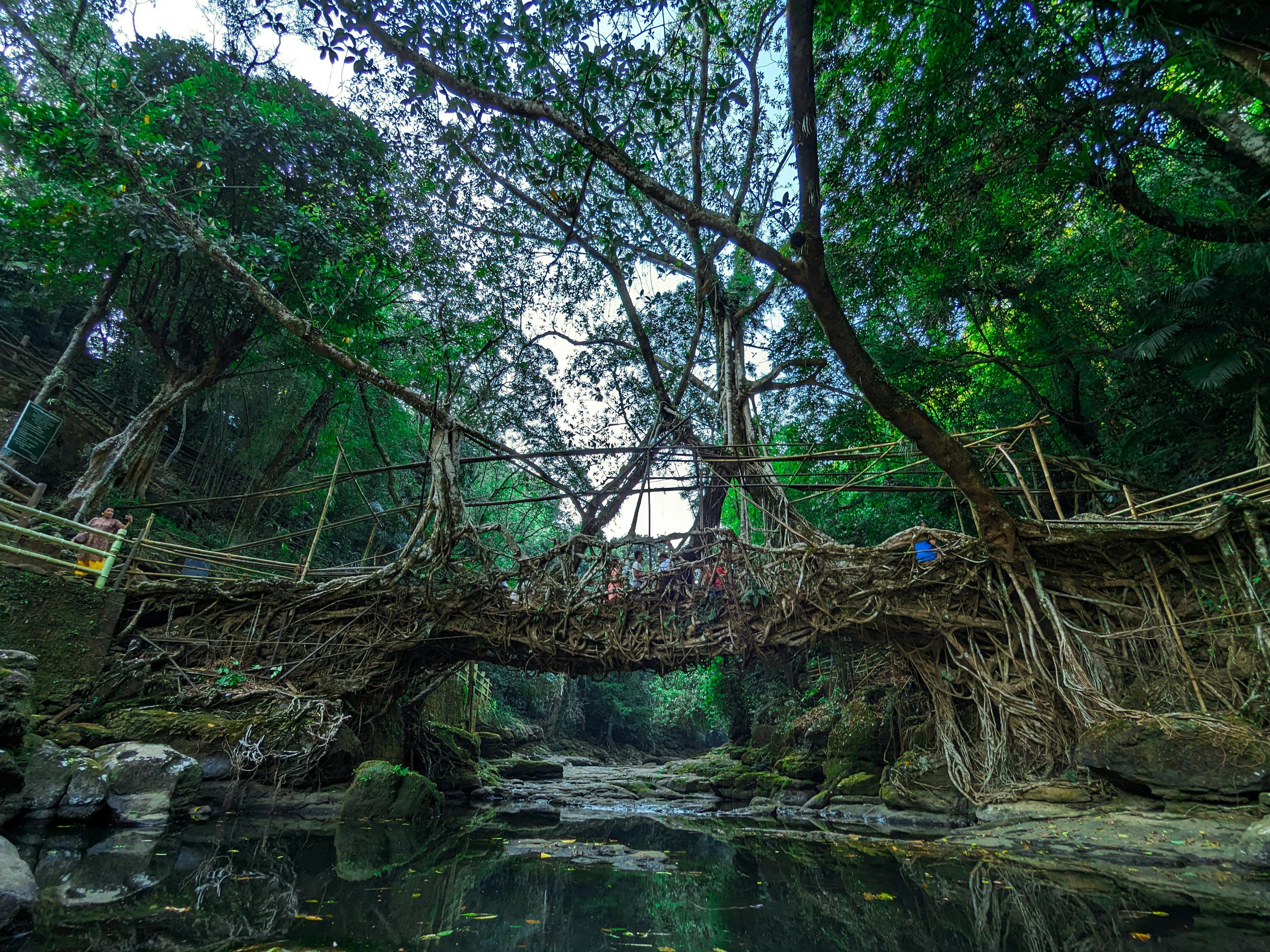 Double Decker Living Root Bridge