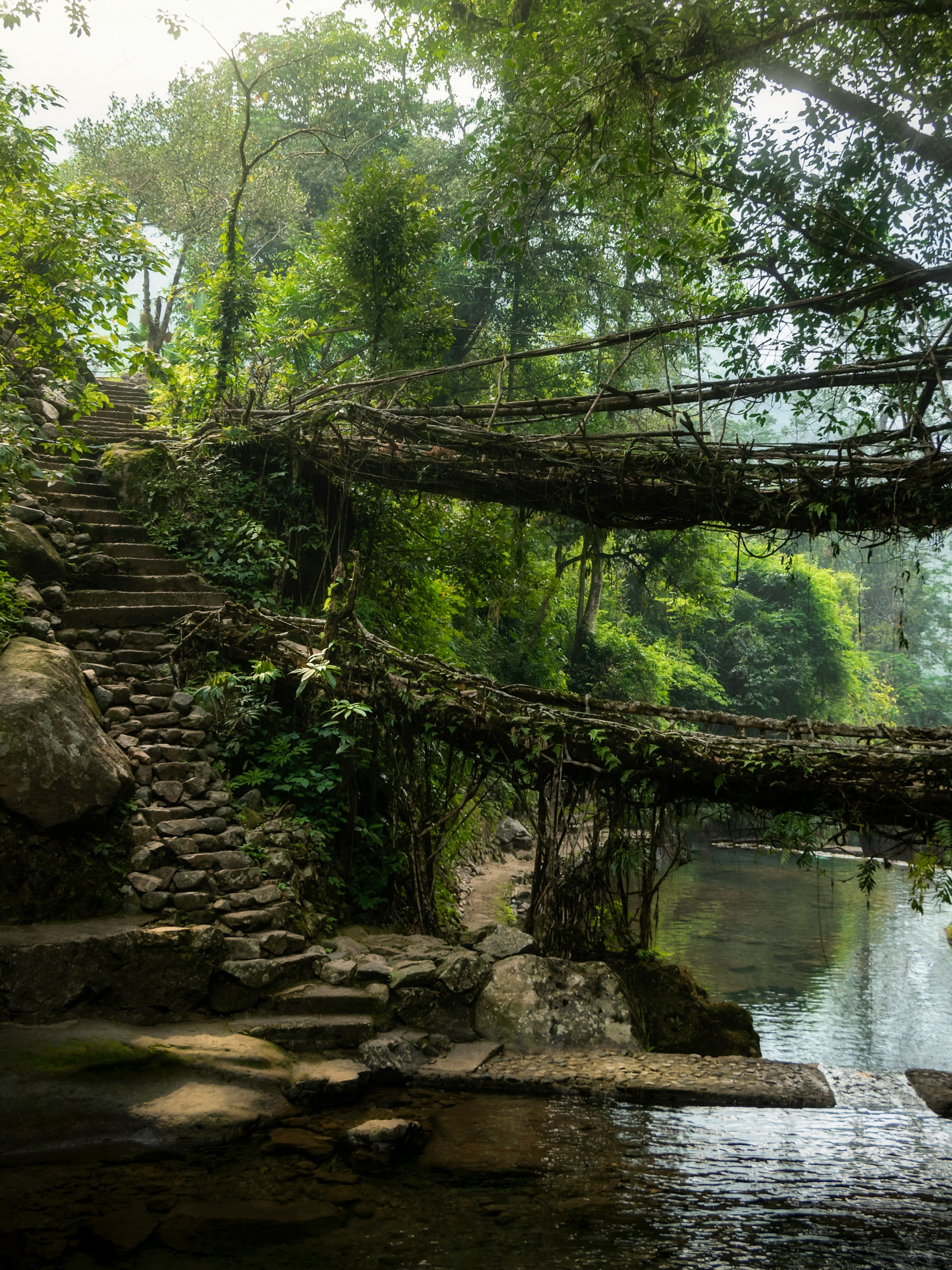 Double Decker Living Root Bridge